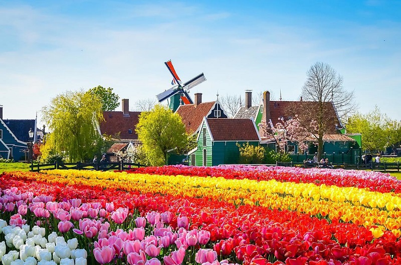 Khu vườn Keukenhof tràn sắc xuân tại Hà Lan