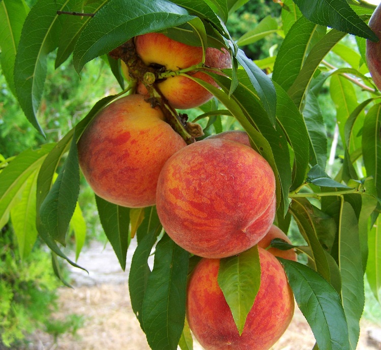 Đào Mẫu Sơn - loại trái cây đặc trưng của Lặng Sơn