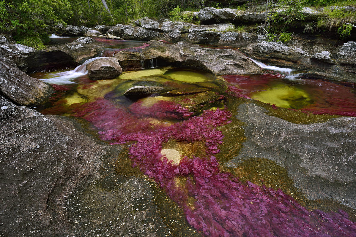 Du lịch Colombia: Dòng sông cầu vồng Cano Cristales