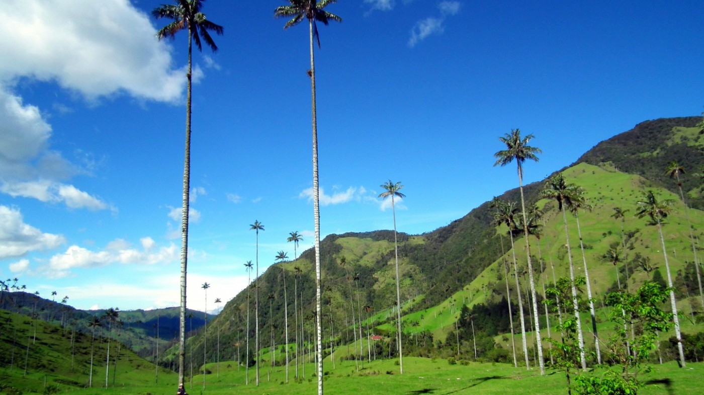 Du lịch khu rừng cọ Valle de Cocora Colombia