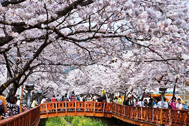 Những lý do bạn nên du lịch cuối xuân ở Hàn Quốc