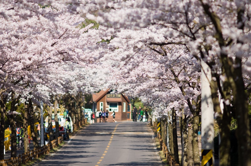Hàn Quốc và những lễ hội hoa rực rỡ một vùng trời