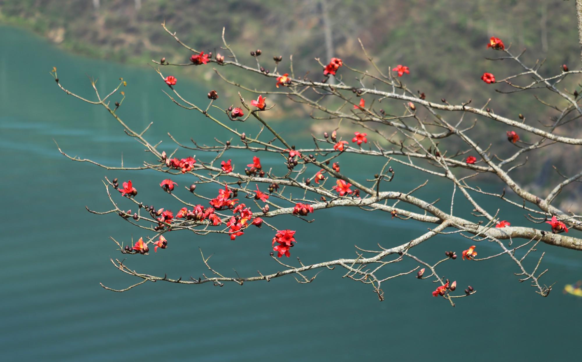 Hoa gạo đỏ dọc sông Nho Quế