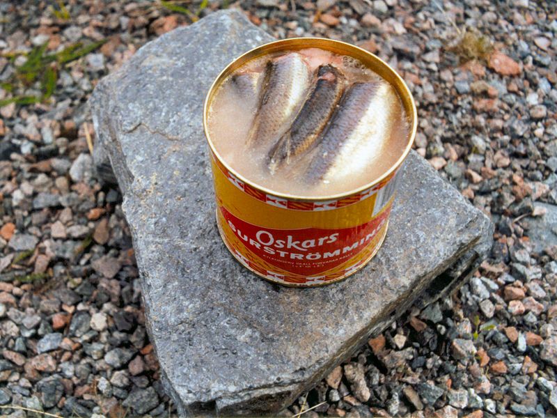 Surströmming là cá trích Baltic lên men chua